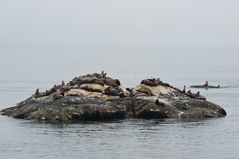 Alaska Wildlife-7.JPG
